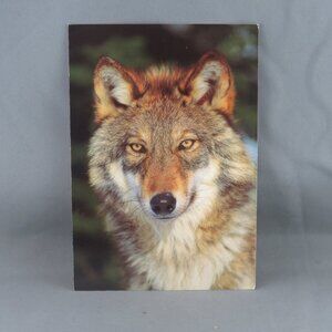 Vintage Postcard - Gray Wolf Head Picture - The Postcard Factory